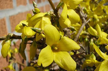 Wiosna!!! #forsycja #zonkile #narcyze