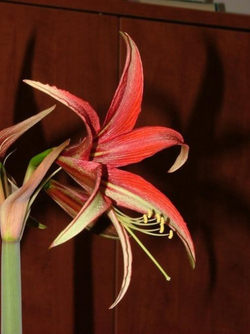 odmiana 'La Paz' - 25 marca 2009 #amarylis #Hippeastrum #hydroponika #LaPaz