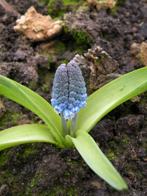 Muscari azureum