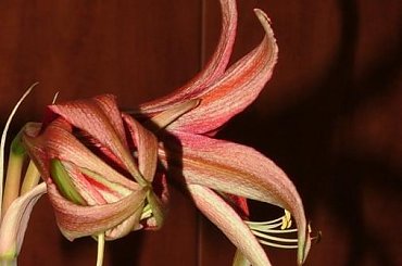 odmiana 'La Paz' - 25 marca 2009 #amarylis #Hippeastrum #hydroponika #LaPaz