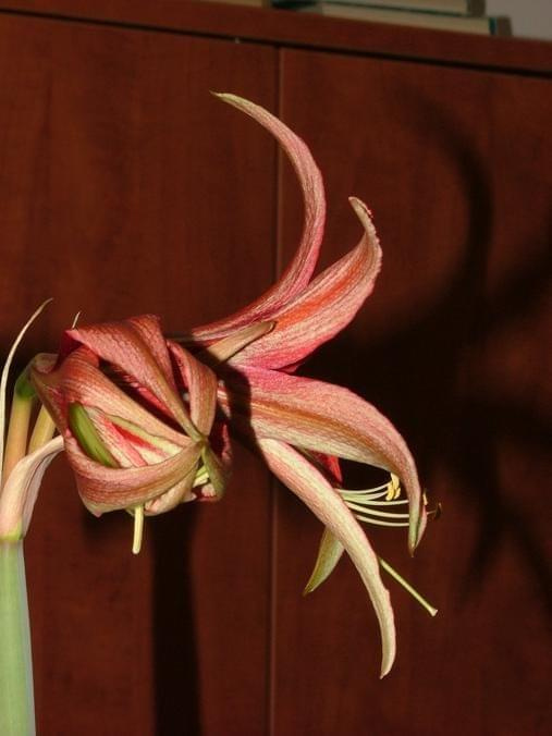 odmiana 'La Paz' - 25 marca 2009 #amarylis #Hippeastrum #hydroponika #LaPaz