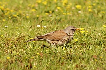 szpaki #szpak #ptak #bird #xnifar #rafinski
