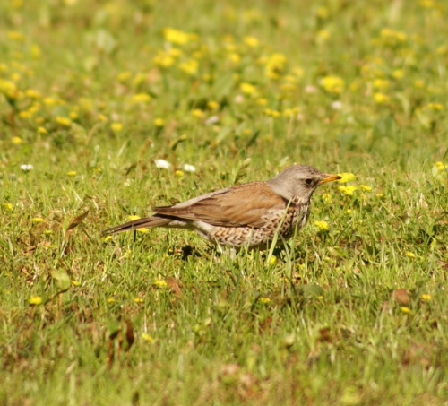 szpaki #szpak #ptak #bird #xnifar #rafinski