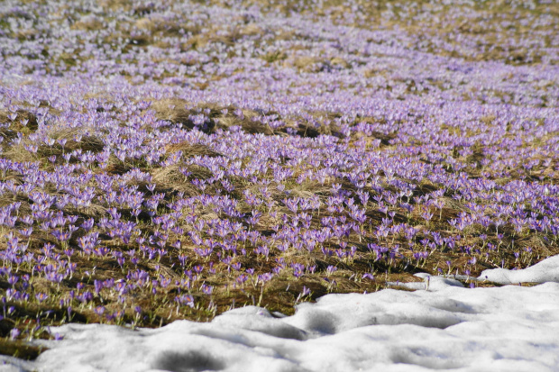 krokusy w Tatrach #krokus #xnifar #rafinski