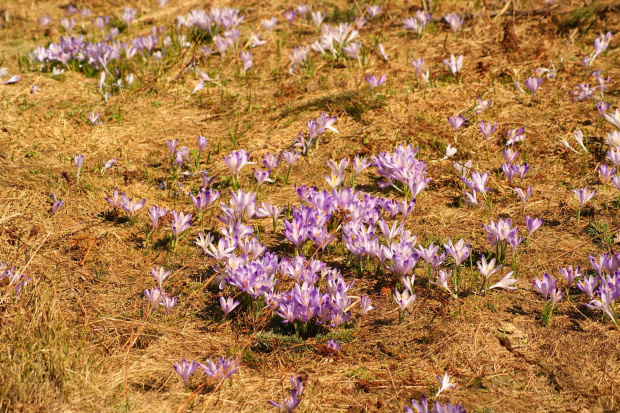 krokusy w Tatrach #krokus #xnifar #rafinski