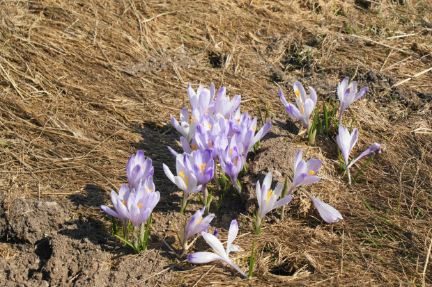 krokusy w Tatrach #krokus #xnifar #rafinski