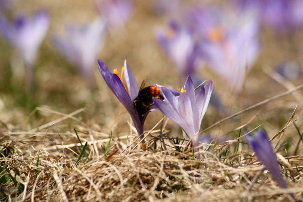 krokusy w Tatrach #krokus #xnifar #rafinski