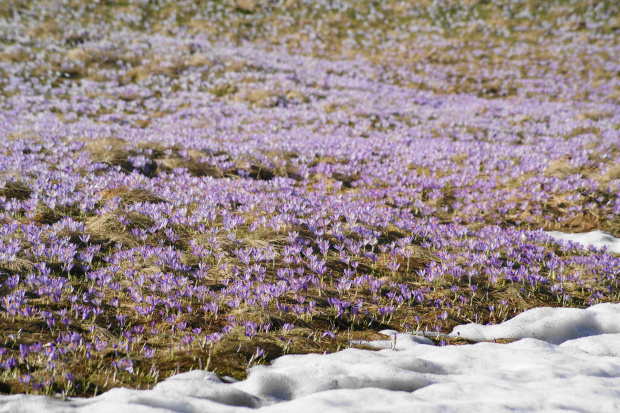 krokusy w Tatrach #krokus #xnifar #rafinski