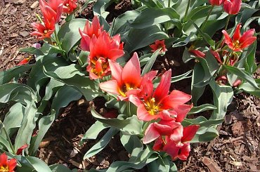 Ogród Botaniczny #OgródBotaniczny #Wiosna #Kwiaty