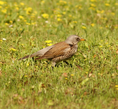 szpaki #szpak #ptak #bird #xnifar #rafinski