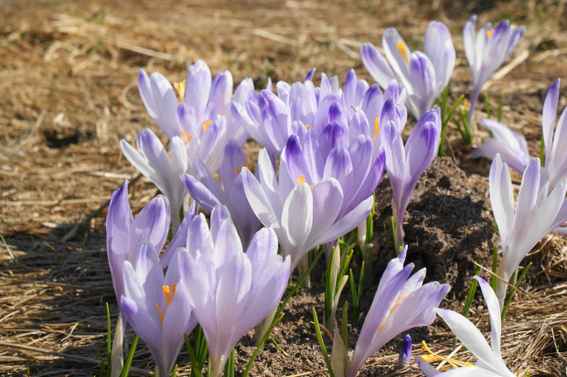 krokusy w Tatrach #krokus #xnifar #rafinski