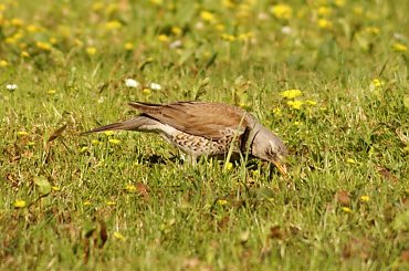 szpaki #szpak #ptak #bird #xnifar #rafinski