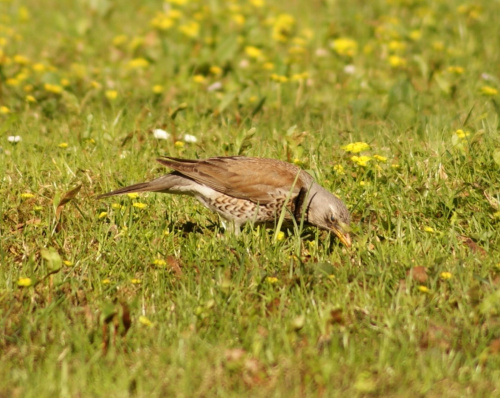 szpaki #szpak #ptak #bird #xnifar #rafinski