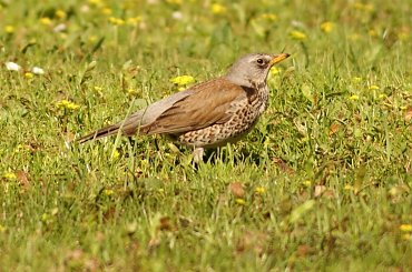 szpaki #szpak #ptak #bird #xnifar #rafinski