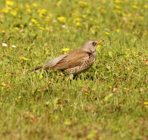 szpaki #szpak #ptak #bird #xnifar #rafinski