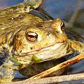 Portret żaby. #stawek #żaba