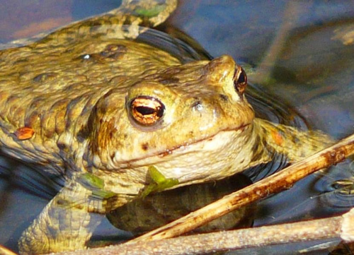 Portret żaby. #stawek #żaba