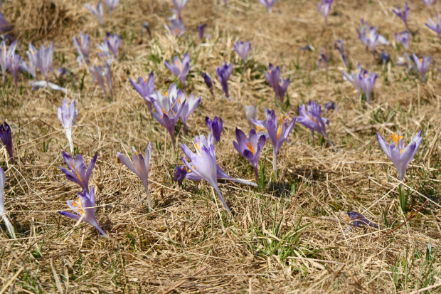 krokusy w Tatrach #krokus #xnifar #rafinski