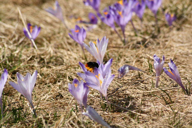 krokusy w Tatrach #krokus #xnifar #rafinski