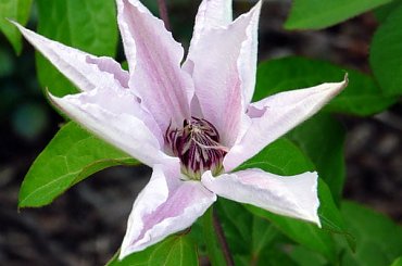 Matka Siedliska #powojniki