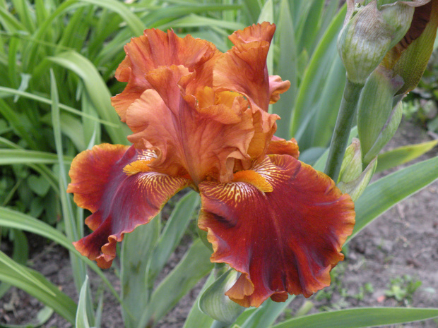 Iris Rustler