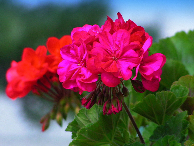 Pelargonie...