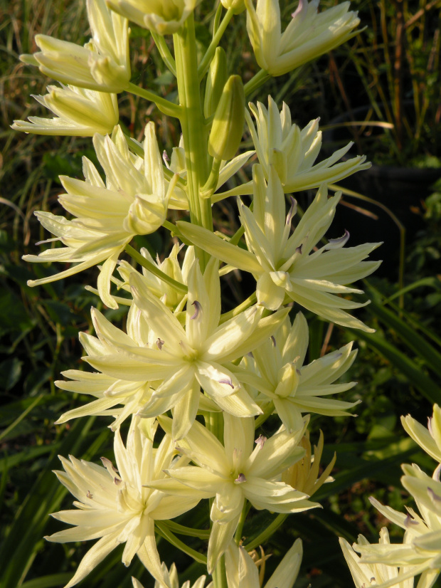 Camassia leichtlinii 'Semiplena'