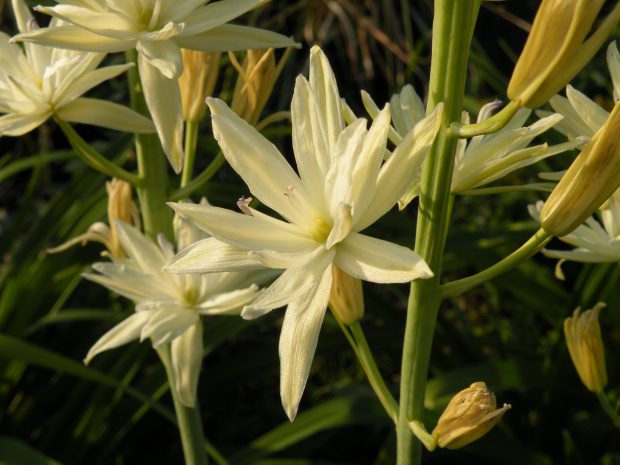 Camassia leichtlinii 'Semiplena'