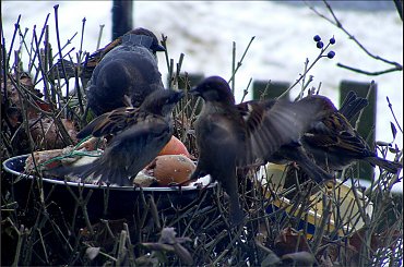 ja pierwszy!ja.. #wrłble #ptaki #PtasieHistorie #kos #dokarmianie