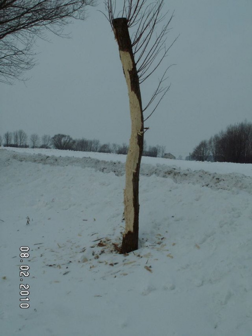 Mój sikorek tu był