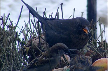 ja tu rządzę..nie namawiać się!.. #wrłble #ptaki #PtasieHistorie #kos #dokarmianie