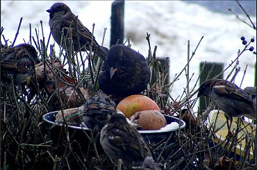 po kolei..po kolei proszę1 #wrłble #ptaki #PtasieHistorie #kos #dokarmianie