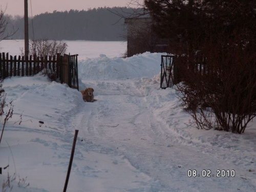 A po powrocie do domu Lady pada za bramą