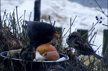 tyle razy ci powtarzam.. #wrłble #ptaki #PtasieHistorie #kos #dokarmianie