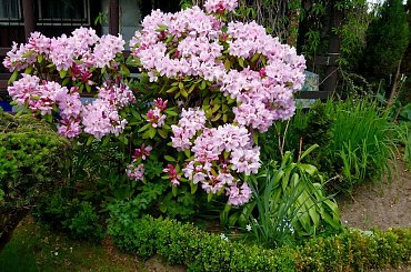 azalki i rododendron z mojego ogródka ... :) #azalie #kwiaty #ogród #rododendrony #wiosna