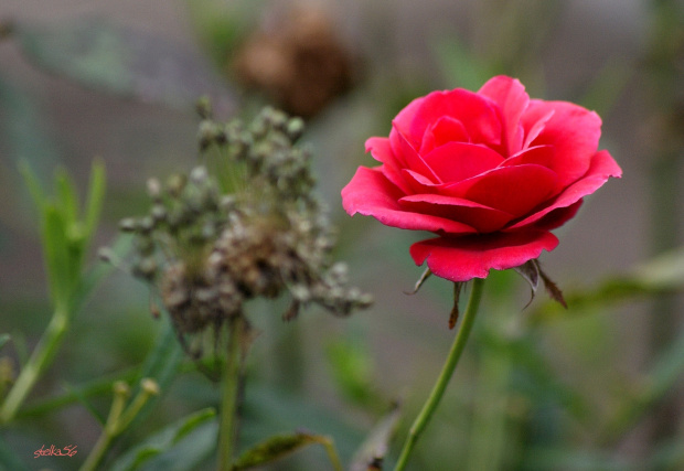 urodzinowe serdeczności dla: ANI - PORANNEJ-ROSY ... 100 LAT !!! #kwiaty #róże #życzenia #ogród