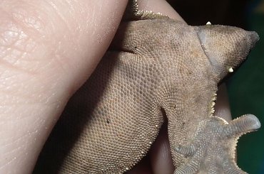 #CrestedGecko #GekonOrzęsiony #RhacodactylusCiliatus