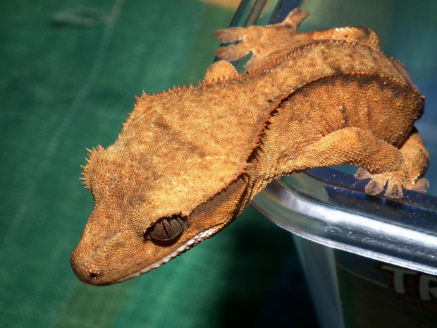 #CrestedGecko #GekonOrzęsiony #RhacodactylusCiliatus