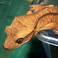 #CrestedGecko #GekonOrzęsiony #RhacodactylusCiliatus