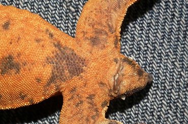 #CrestedGecko #GekonOrzęsiony #RhacodactylusCiliatus