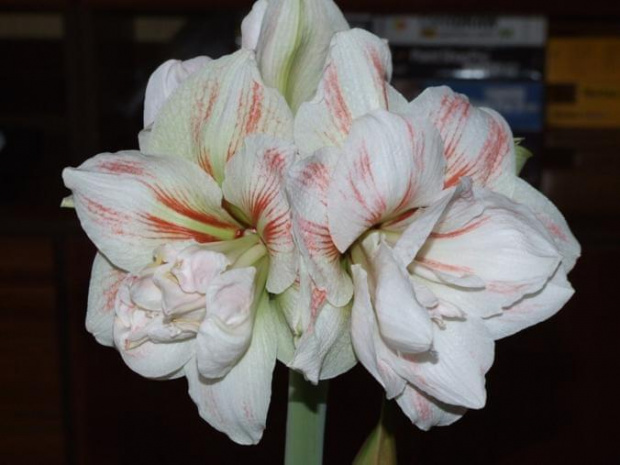 odmiana 'Double Record' - 11 lutego 2010 #amarylis #DoubleRecord #Hippeastrum #hydroponika