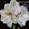 odmiana 'Double Record' - 11 lutego 2010 #amarylis #DoubleRecord #Hippeastrum #hydroponika