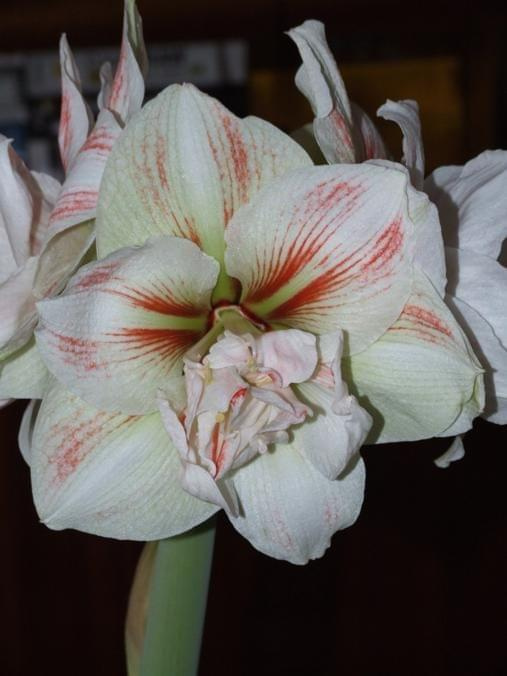 odmiana 'Double Record' - 11 lutego 2010 #amarylis #DoubleRecord #Hippeastrum #hydroponika