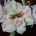 odmiana 'Double Record' - 11 lutego 2010 #amarylis #DoubleRecord #Hippeastrum #hydroponika