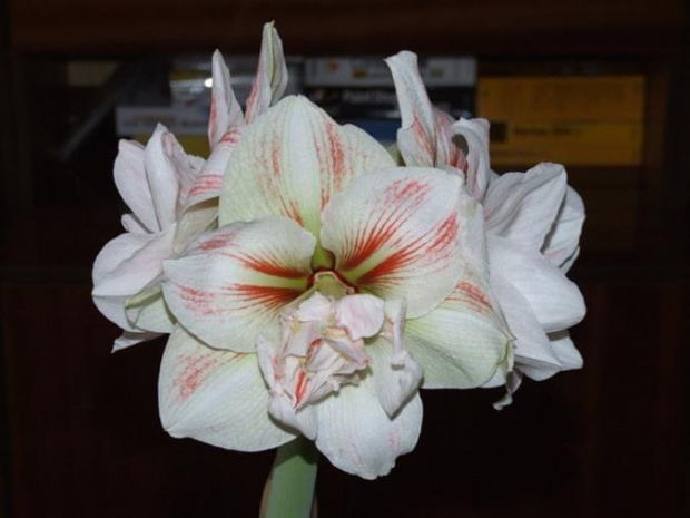 odmiana 'Double Record' - 11 lutego 2010 #amarylis #DoubleRecord #Hippeastrum #hydroponika