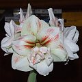 odmiana 'Double Record' - 11 lutego 2010 #amarylis #DoubleRecord #Hippeastrum #hydroponika