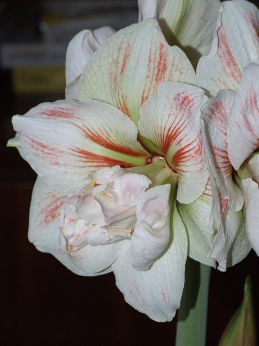 odmiana 'Double Record' - 11 lutego 2010 #amarylis #DoubleRecord #Hippeastrum #hydroponika