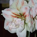 odmiana 'Double Record' - 11 lutego 2010 #amarylis #DoubleRecord #Hippeastrum #hydroponika