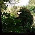 Widok z okna altanki