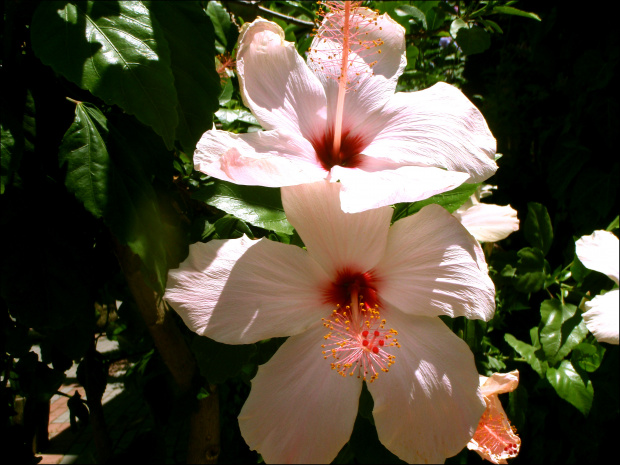 hibiskus 2